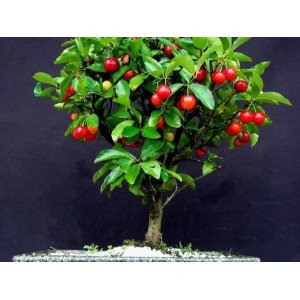 Mini čerešňa nízkokmenná (Prunus avium) ´CERASELLA´ - výška 120-150 cm, obvod kmeňa 8/10 cm, kont. C10L